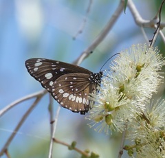Euploea core corinna