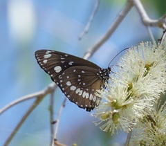 Euploea core corinna