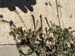 Heliotropium hirsutissimum