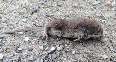 Sorex minutus