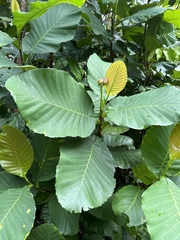 Dillenia suffruticosa