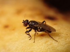 Limosininae