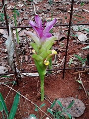 Curcuma