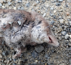 Sorex minutus
