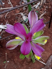 Curcuma