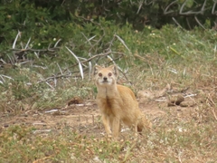 Cynictis penicillata penicillata