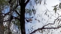 Centropus phasianinus phasianinus