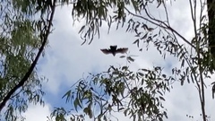 Centropus phasianinus phasianinus