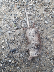 Sorex minutus
