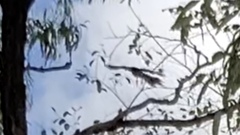 Centropus phasianinus phasianinus