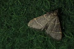 Hypsopygia glaucinalis