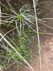 Clematis leptophylla