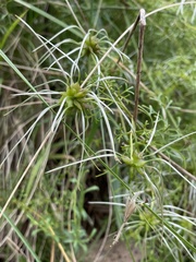 Clematis leptophylla