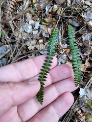 Blechnum penna-marina