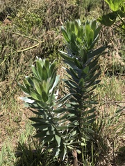 Leucadendron argenteum
