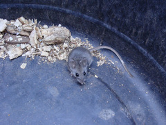 Peromyscus boylii