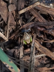 Aeliomorpha