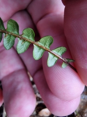 Blechnum penna-marina
