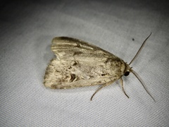 Spodoptera depravata