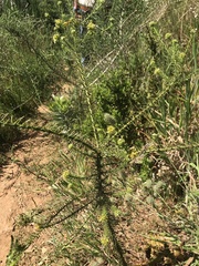 Thesium capitatum