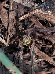 Aeliomorpha