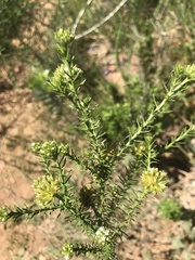 Thesium capitatum