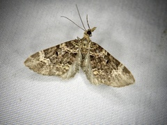 Chloroclystis excisa