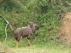 Tragelaphus angasii
