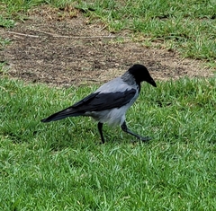 Corvus cornix