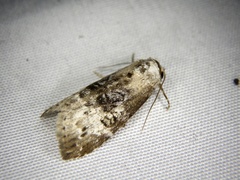 Bryophilina mollicula