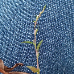 Persicaria mitis