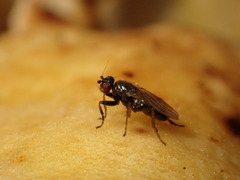 Limosininae