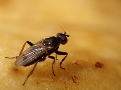 Limosininae
