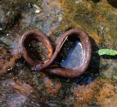 Trachyboa boulengeri