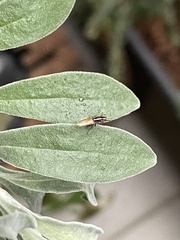 Poecilohetaerus aquilus
