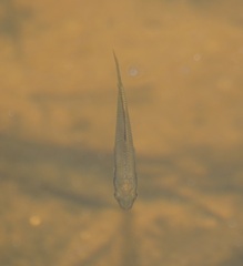 Melanotaeniidae