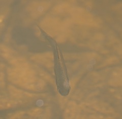 Melanotaeniidae