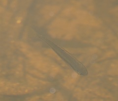 Melanotaeniidae