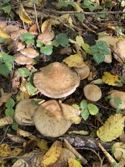 Cortinarius infractus