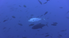 Caranx sexfasciatus
