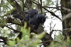 Corvus