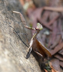 Sphodropoda quinquedens