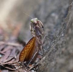 Sphodropoda quinquedens