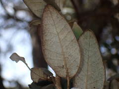 Quercus rotundifolia