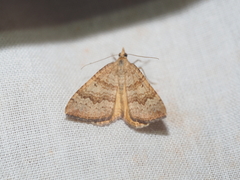 Chrysolarentia