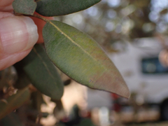 Quercus rotundifolia