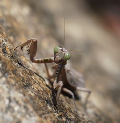 Sphodropoda quinquedens