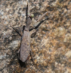 Sphodropoda quinquedens