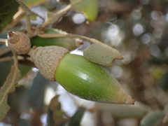 Quercus rotundifolia
