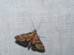 Metallarcha diplochrysa